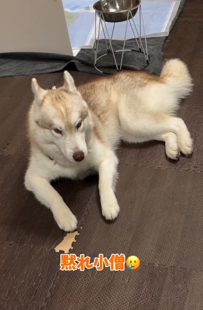 不満そうな顔のハスキー