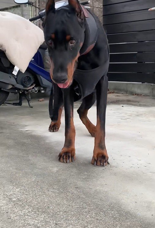 タイソンくんが回復するまで8