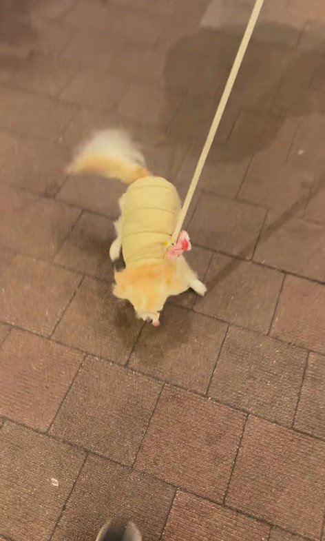 お迎えに来てくれたプティちゃん2