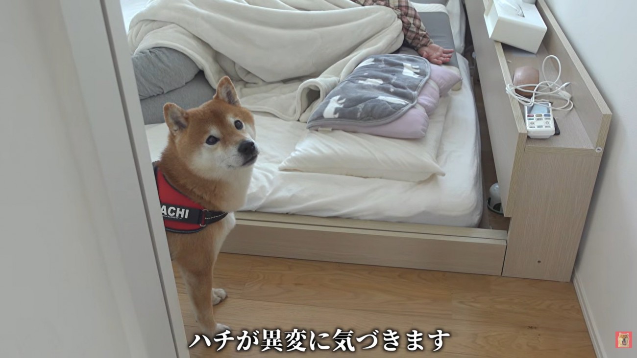 ママの異変に気付いたはちくん