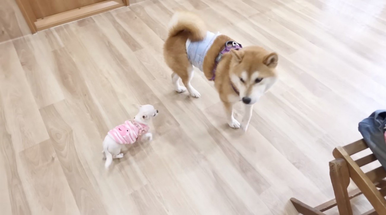 柴犬を見上げる子犬