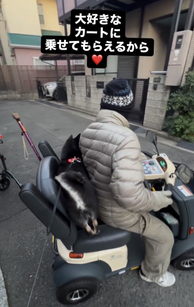 シニアカーの後ろに飛び乗った犬