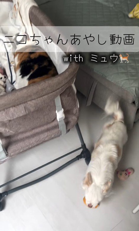 赤ちゃんが泣いた時のニコちゃん3