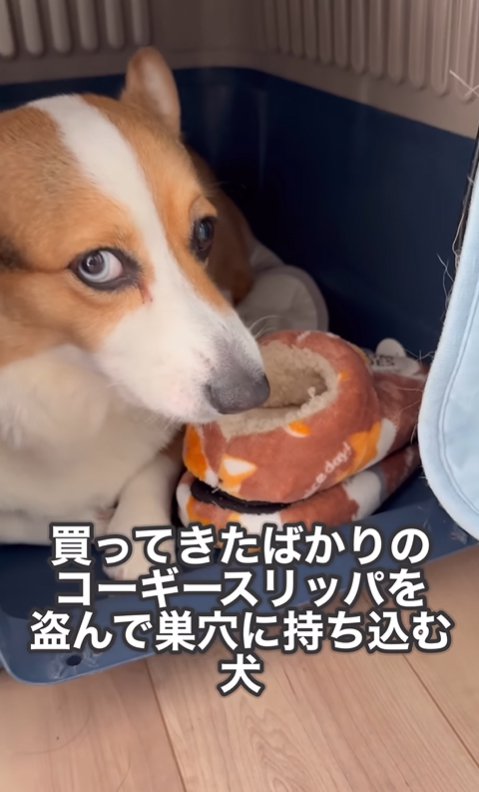 飼い主を見つめる中型犬