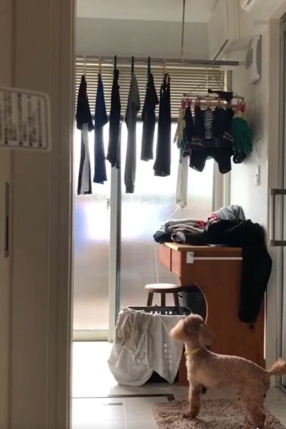 洗濯物の部屋に来たりゅっくちゃん
