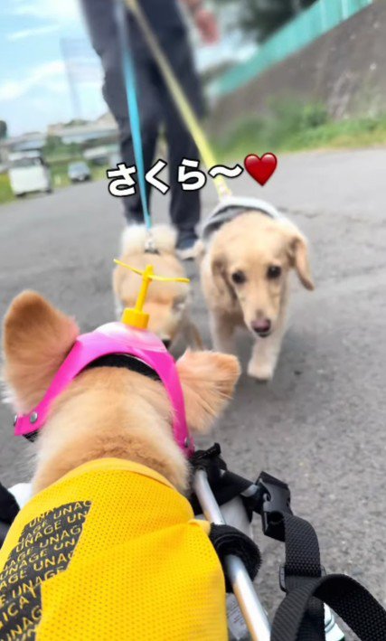 「さくらちゃん、大丈夫！？」