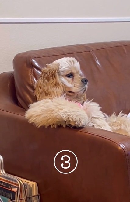 テレビを見るハムちゃん2