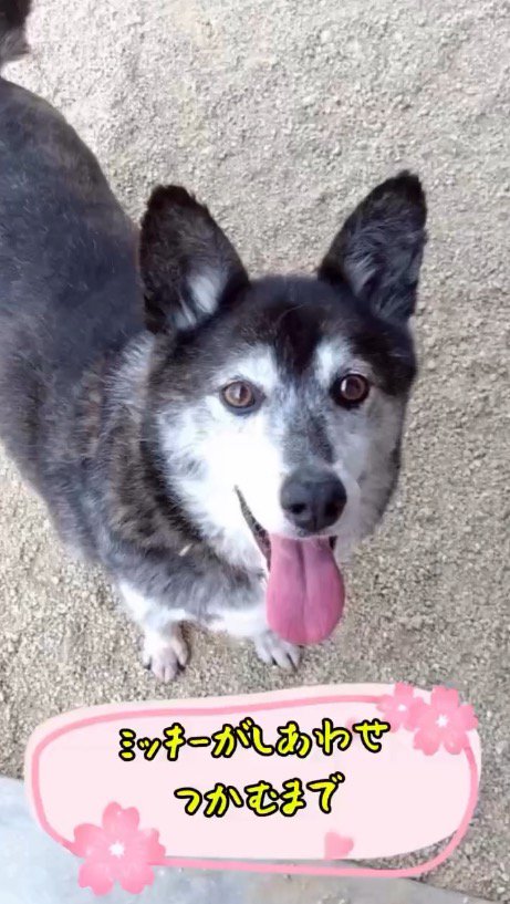 舌を出してカメラを見つめる犬