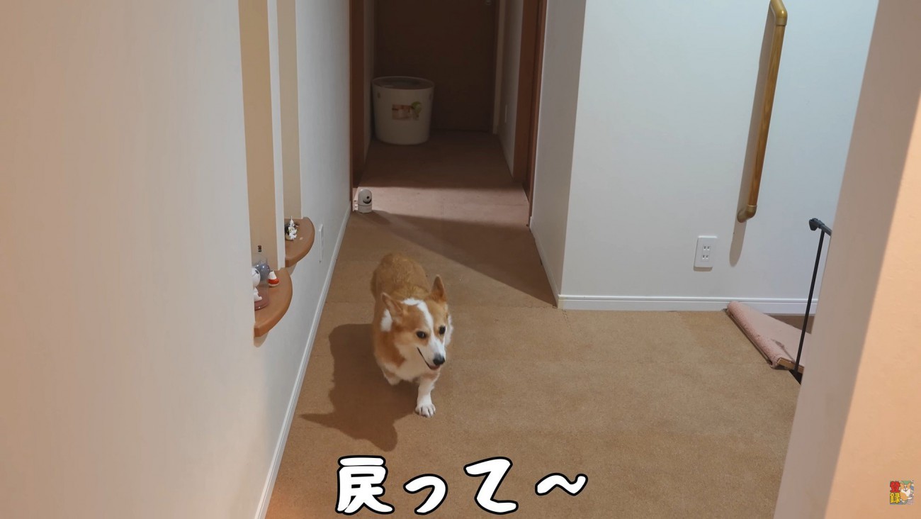 戻ってきたかと思うと…