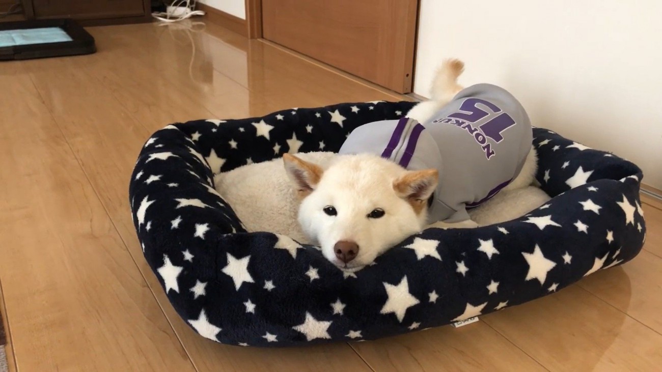 ベッドでふて寝