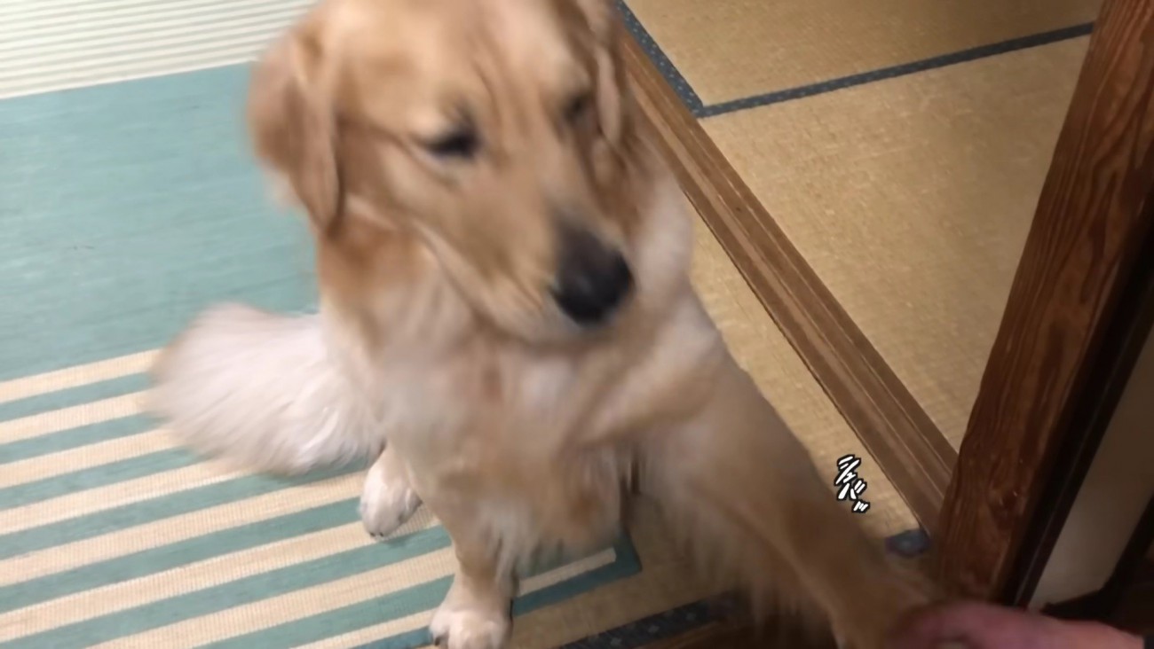 シュバッと勢いよく前足を上げた