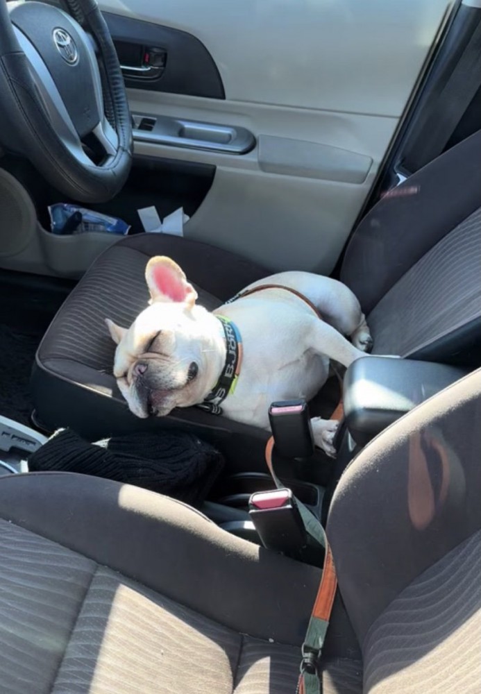 一瞬で寝落ち。