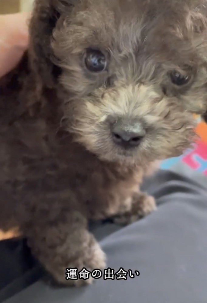 じっとカメラを見る子犬の犬