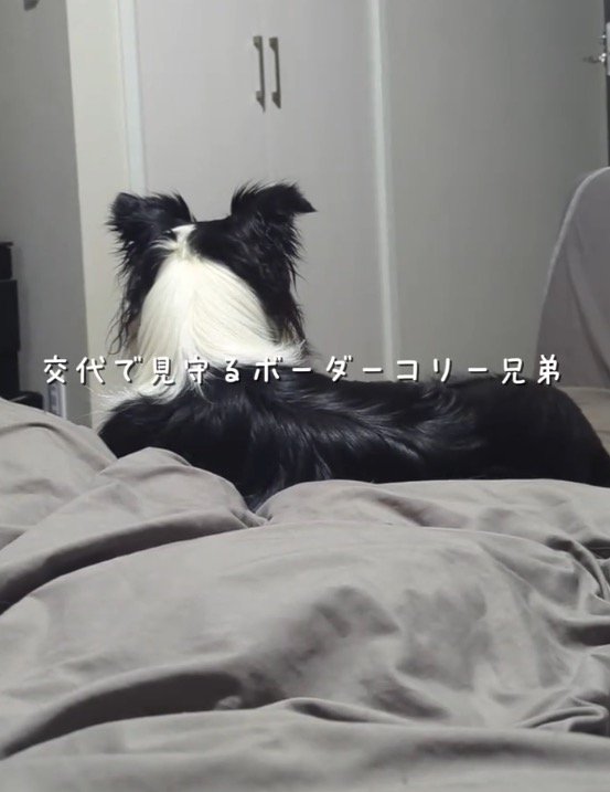 ドアを見つめる白黒模様の犬