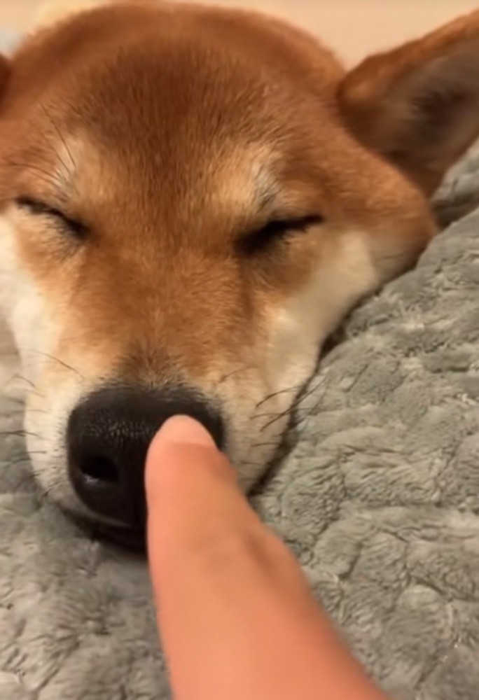 柴犬の鼻をつつく