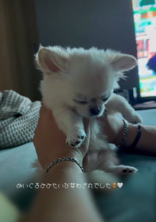 眠る犬2