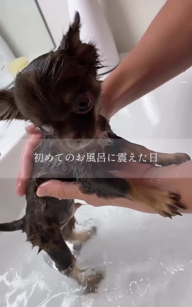 濡れている犬