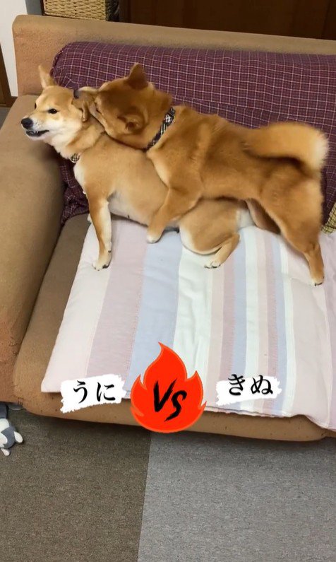 うにちゃん＆きぬ君の日常2