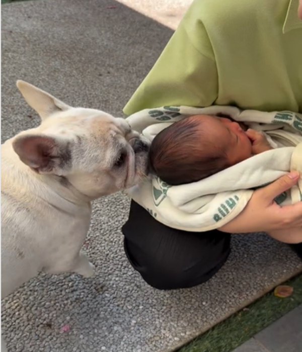 赤ちゃんの匂いを嗅ぐ犬1