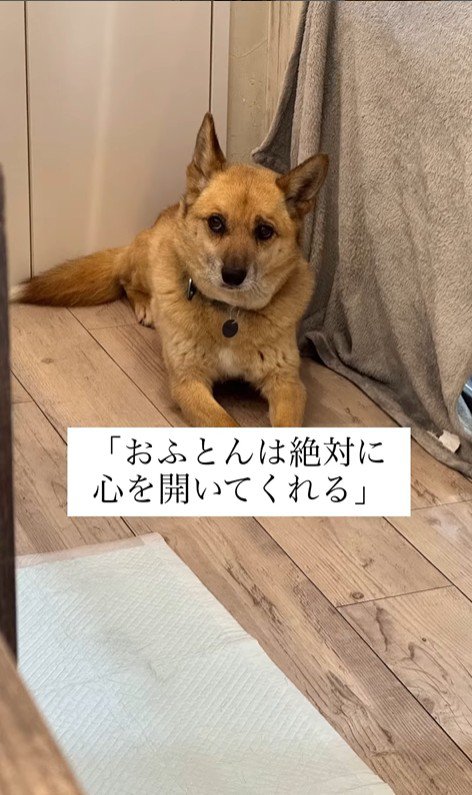 おふとん君の変化3