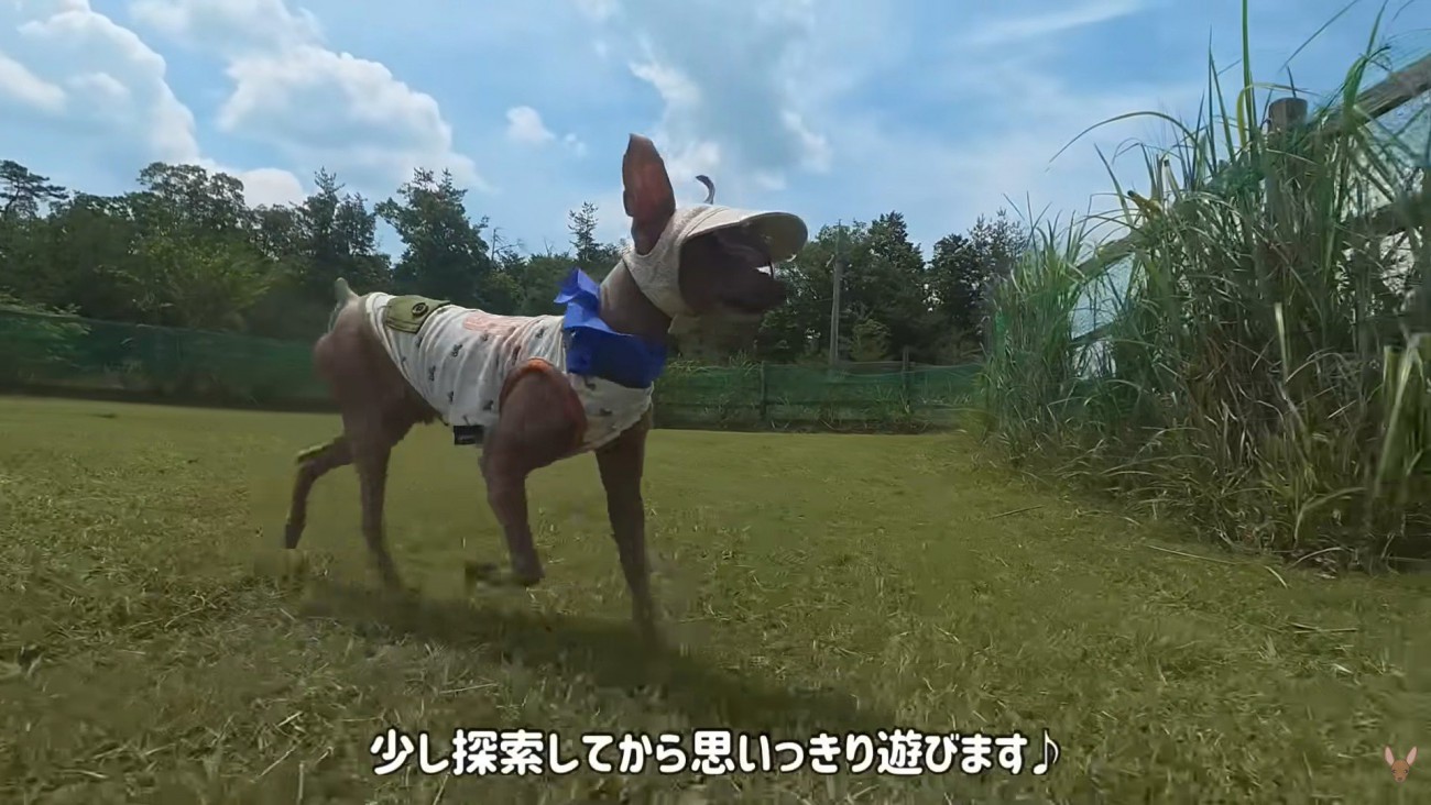 楽しそうな姿が可愛い♪