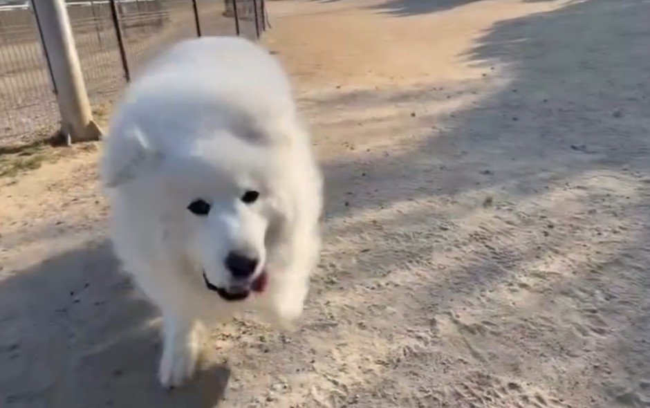 「パパが一番だね！！」