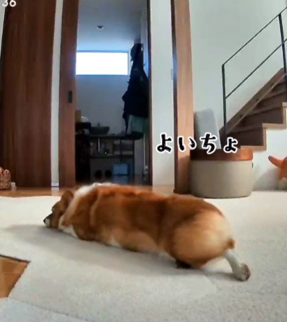 お昼寝でもしようかな