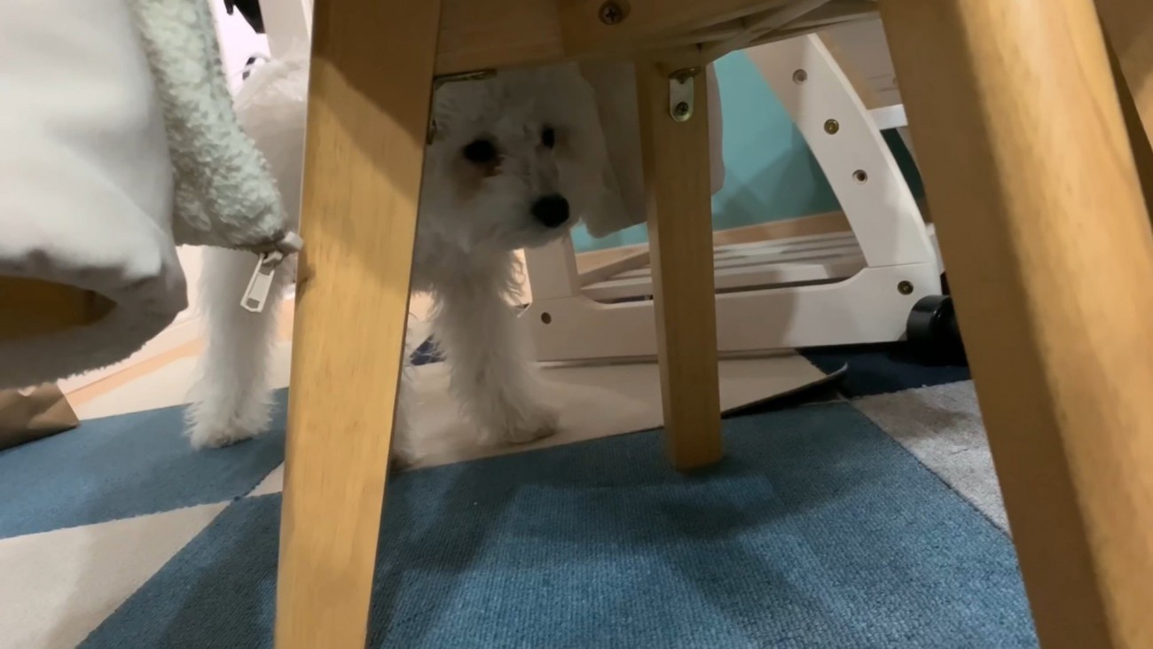 動く犬のおもちゃを見たいちごちゃん＆ミルクくん6