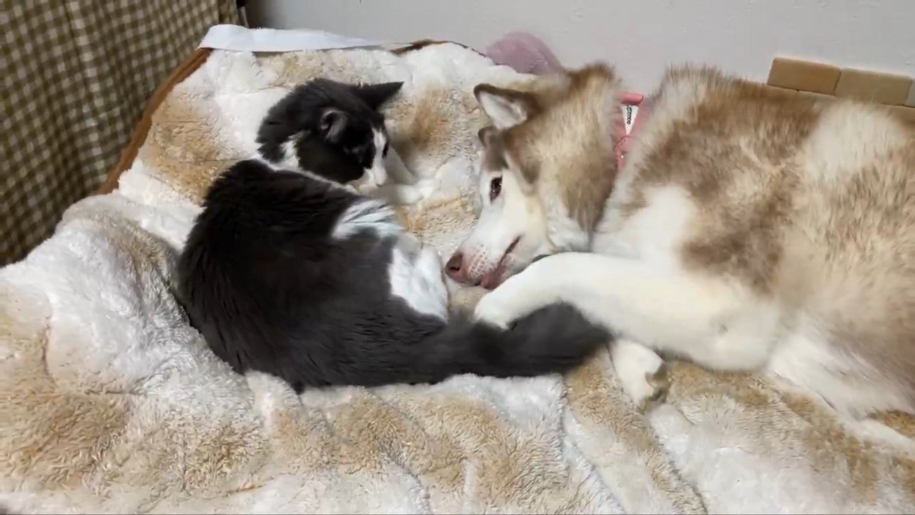 シャンテちゃん＆バロンちゃん3