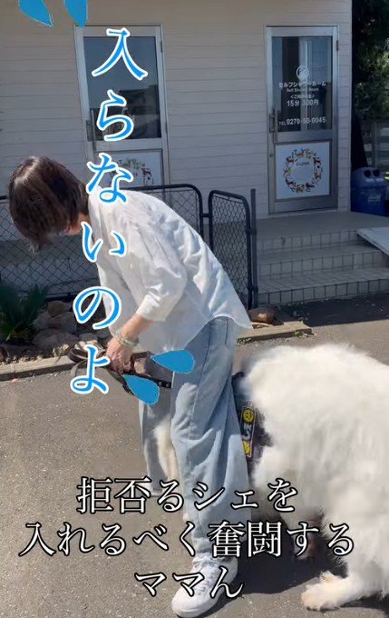 「シャンプーはしたくない！！」