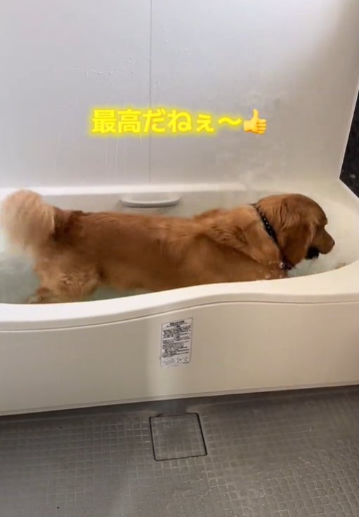 お風呂で水しぶきをあげる犬3