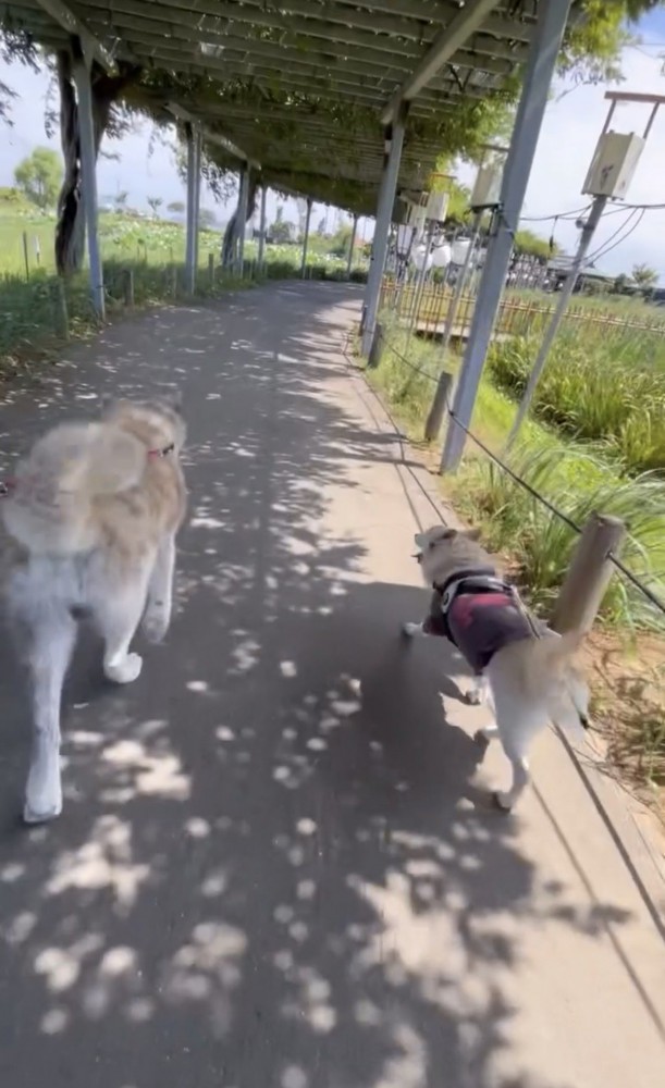 並んで歩く2匹の犬