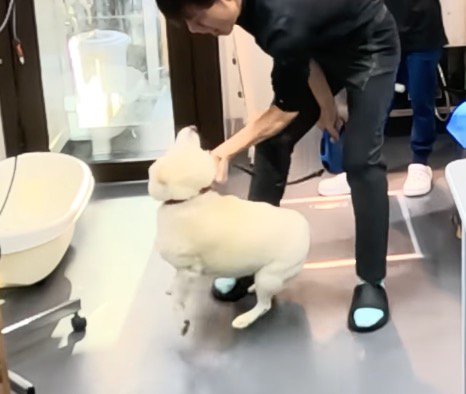 首輪を持たれて暴れる犬