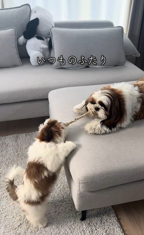 パンちゃん＆コメちゃん2