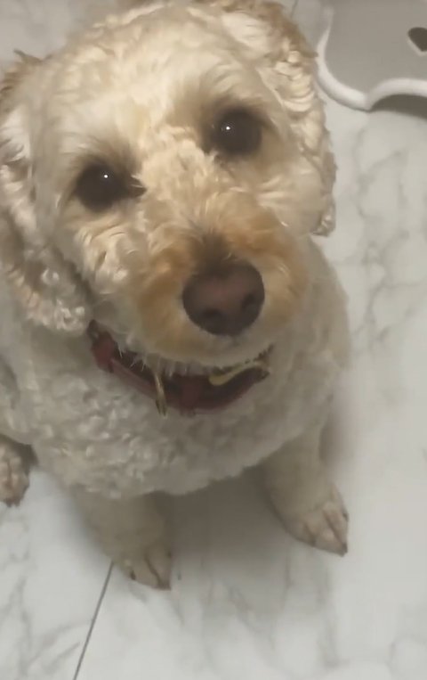 飼い主の仕事についていきたい犬