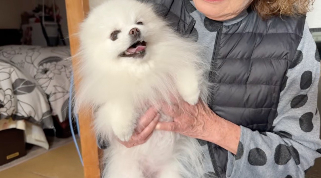 おばあちゃんに抱っこされて笑顔になる犬