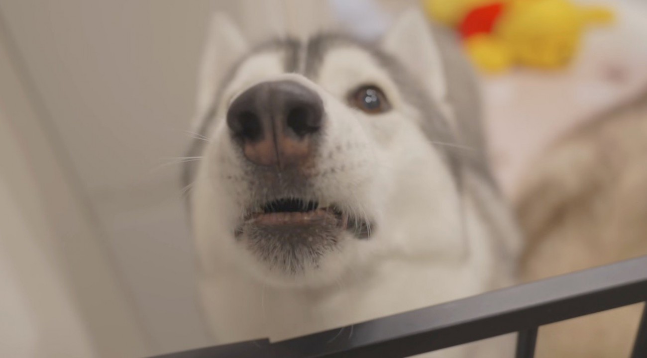 男性に不満をぶつけるように声をあげるグレーの犬