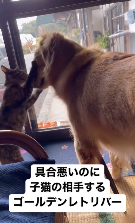 子猫と遊ぶ大型犬