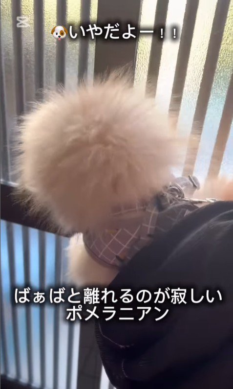 おばあちゃんと離れたくないすのぅちゃん6