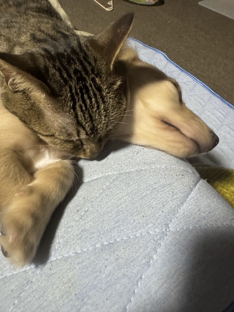 枕