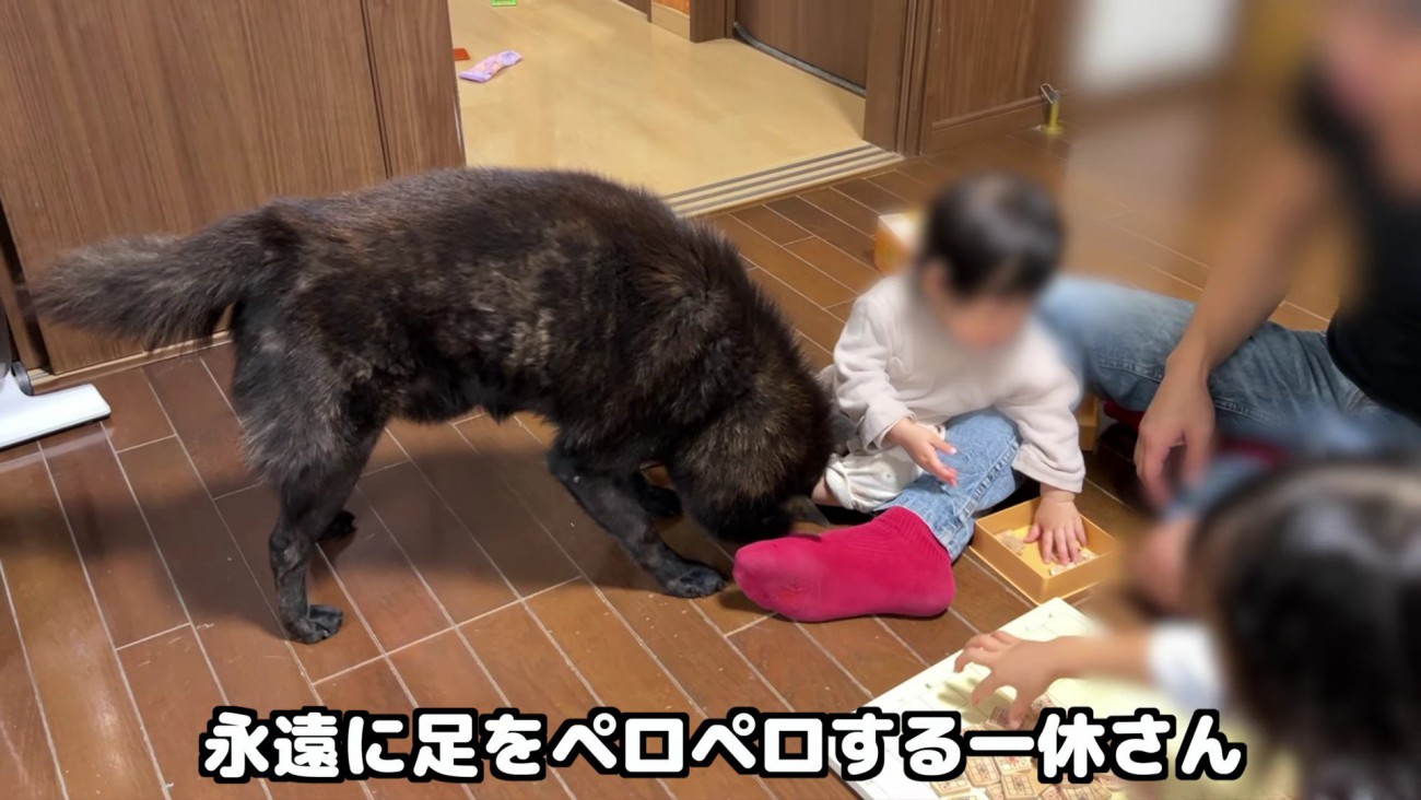 ペロペロ舐めて毛づくろい