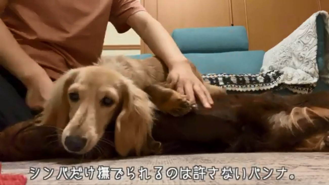 撫でてほしいパンナちゃん