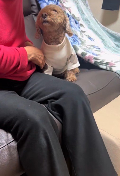 おばあちゃんから離れたくない茶々丸くん