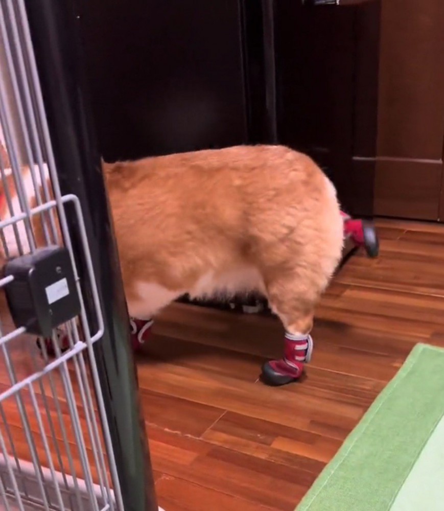 右の後ろ足をお尻の高さまで上げる犬