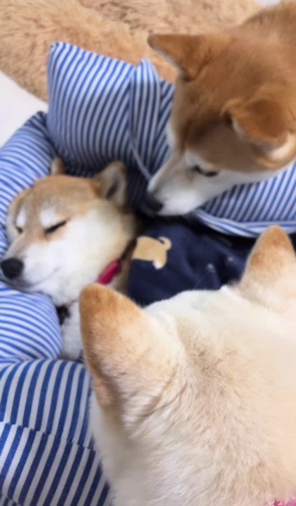 いつ起き上がるかわからない