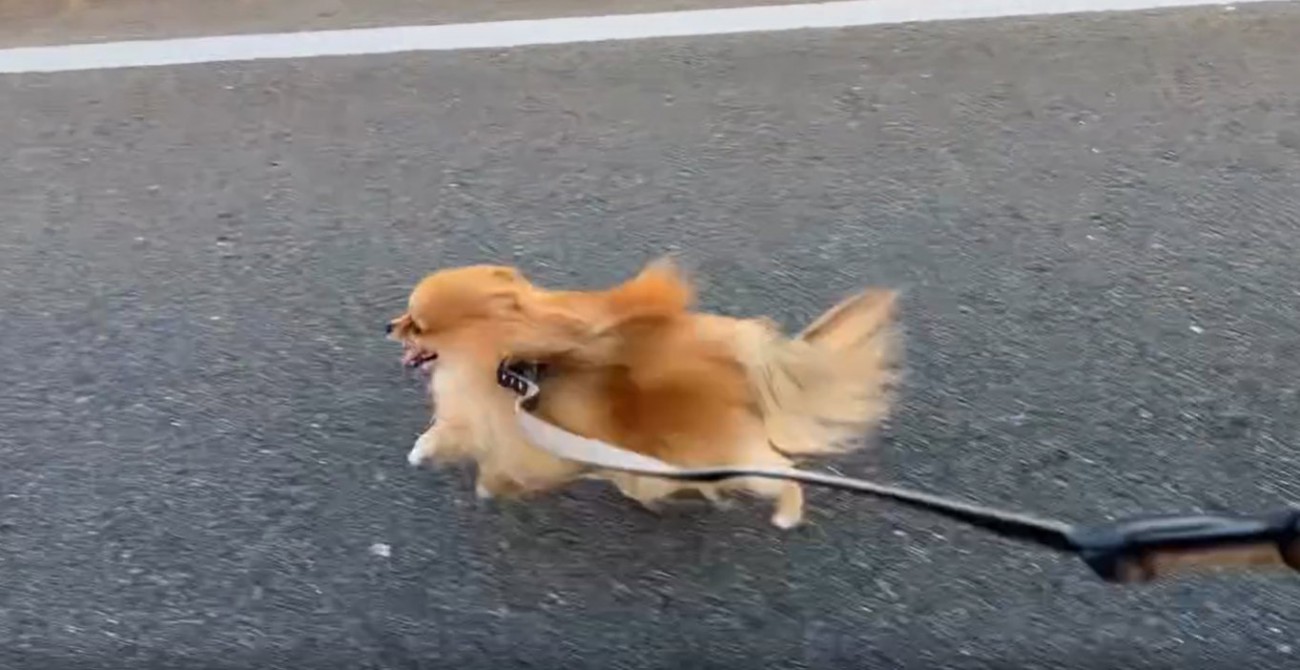 走る犬