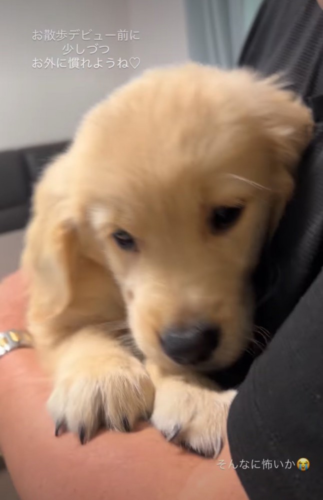 平常心を取り戻した子犬