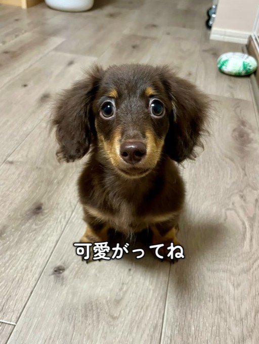 うにくんのお迎え前後のギャップ⑩