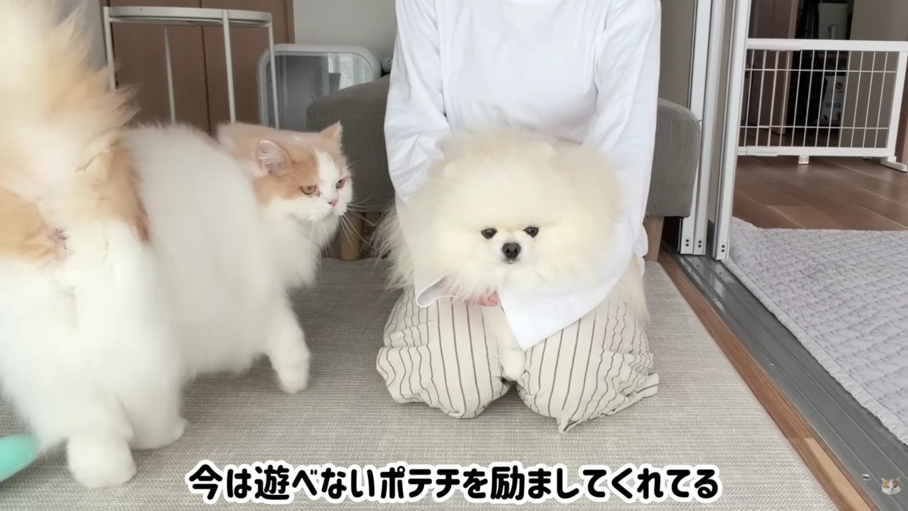 「ポテチちゃん、頑張って」