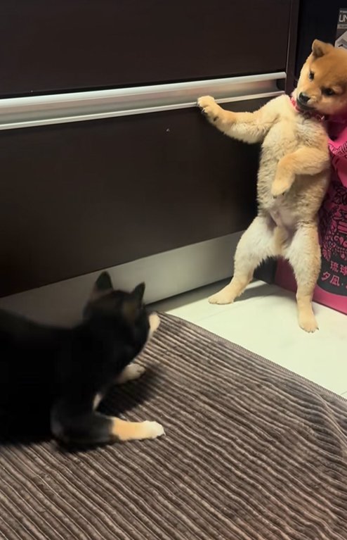 ワンプロ中の豆柴の子犬達